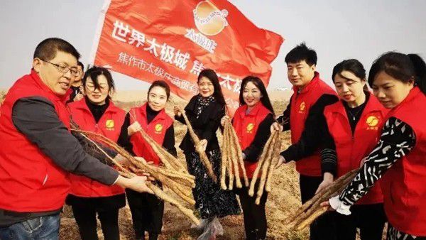 鐵棍山藥規(guī)?；?、標準化種植