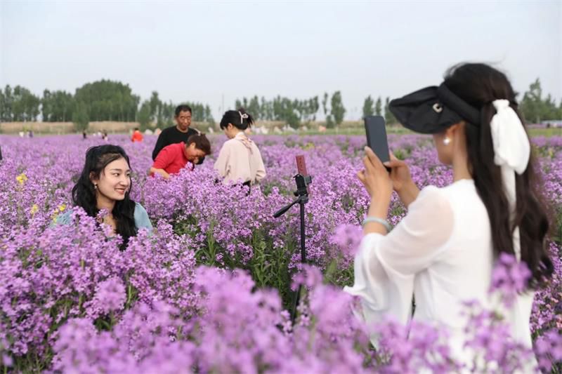 10萬余人次！太極莊首屆紫色油菜花節(jié)收官